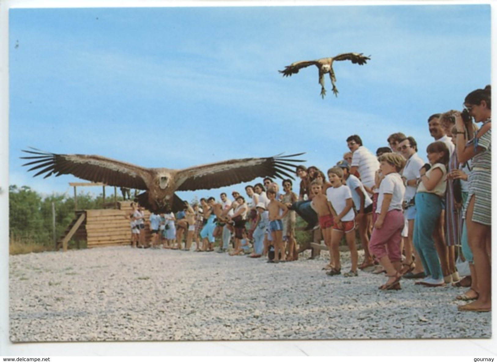 Les Aigles De Rocamadour Route Du Château - Rocher Des Aigles - Vautours Fauves (n°1190 Edivel Vierge) - Rocamadour