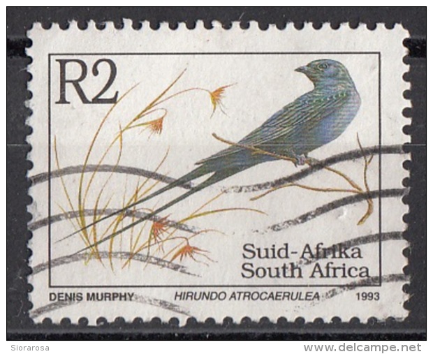 865 Sud Africa 1993 Uccelli Birds - Rondine Blu - Hirundo Atrocaerulea - Used  South Suid Afrika - Zwaluwen