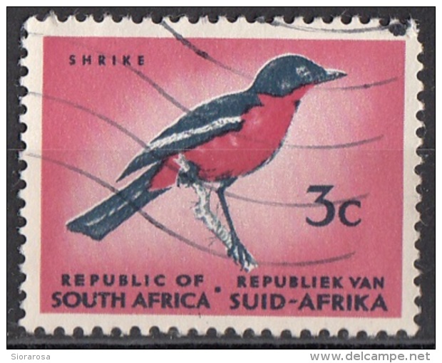 272 Sud Africa 1961 Uccelli Birds - Averla Dal Petto Rosso - Laniarius Atrococcineus - South Suid Afrika - Sparrows