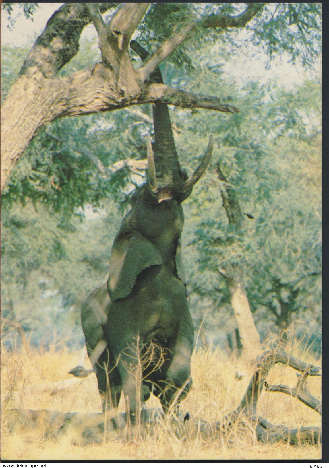 °°° 1665 - ZIMBABWE - ELEPHANT REACHING FOR A TASTY MORSEL - 1989 °°° - Zimbabwe
