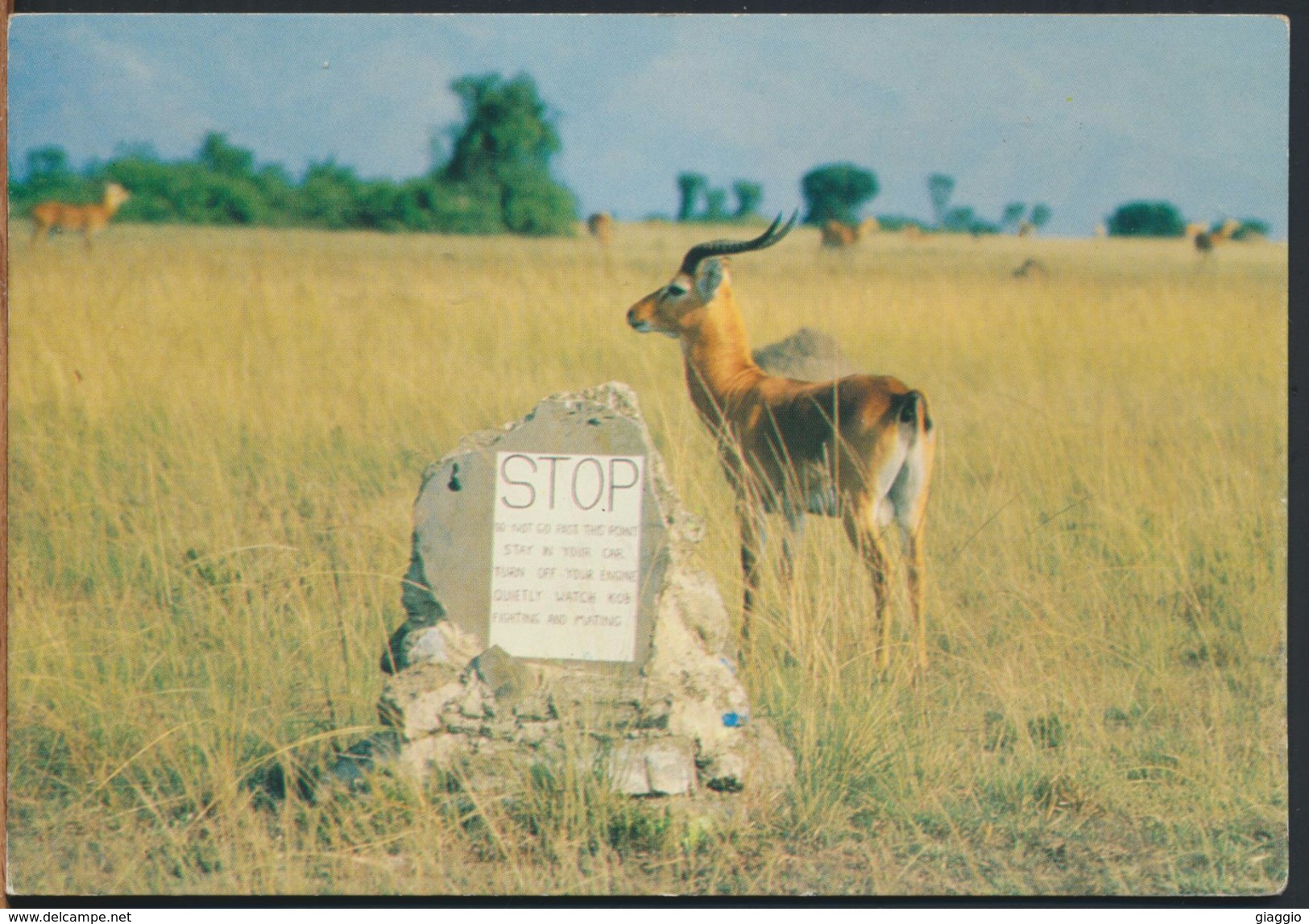 °°° 1687 - UGANDA - KOB AT THE MATING GROUND - 1998 °°° - Ouganda