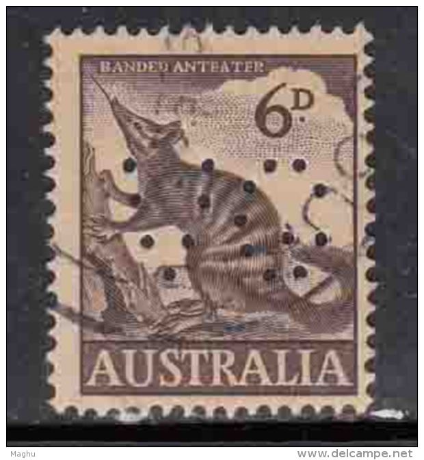 6d Numbat, Banded Anteater,  Perfin, Pefins, Australia Used, 1959 , 1960, Fauna, - Perfins