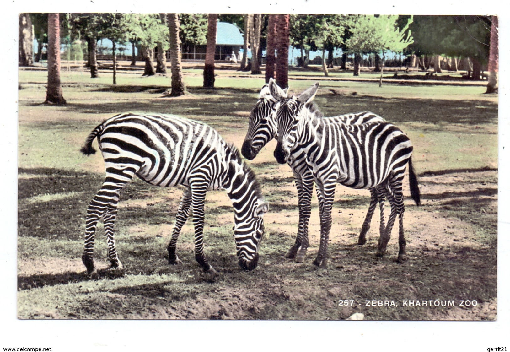 SUDAN - KHARTOUM, Zoo, Zebras - Sudan