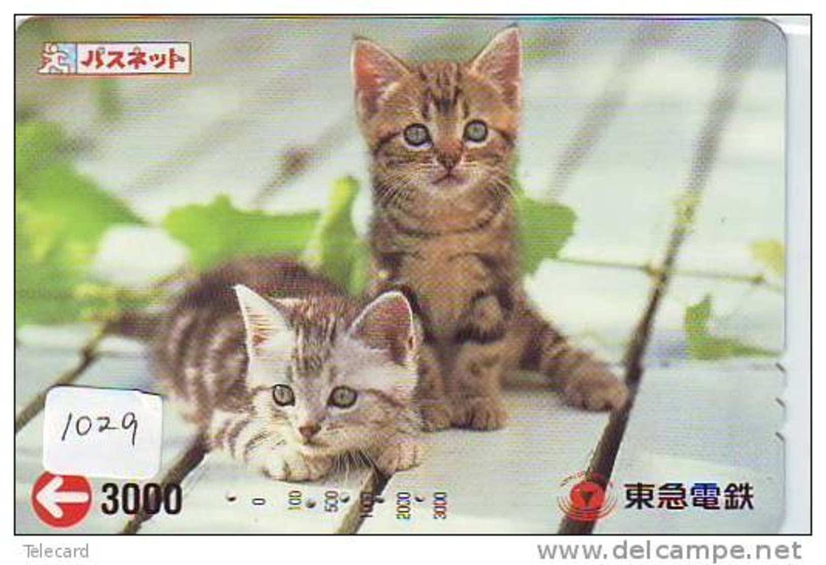 TC Japon CHAT (1029) Cat KATZE Poes KAT Gato GATTO Japan - Katten