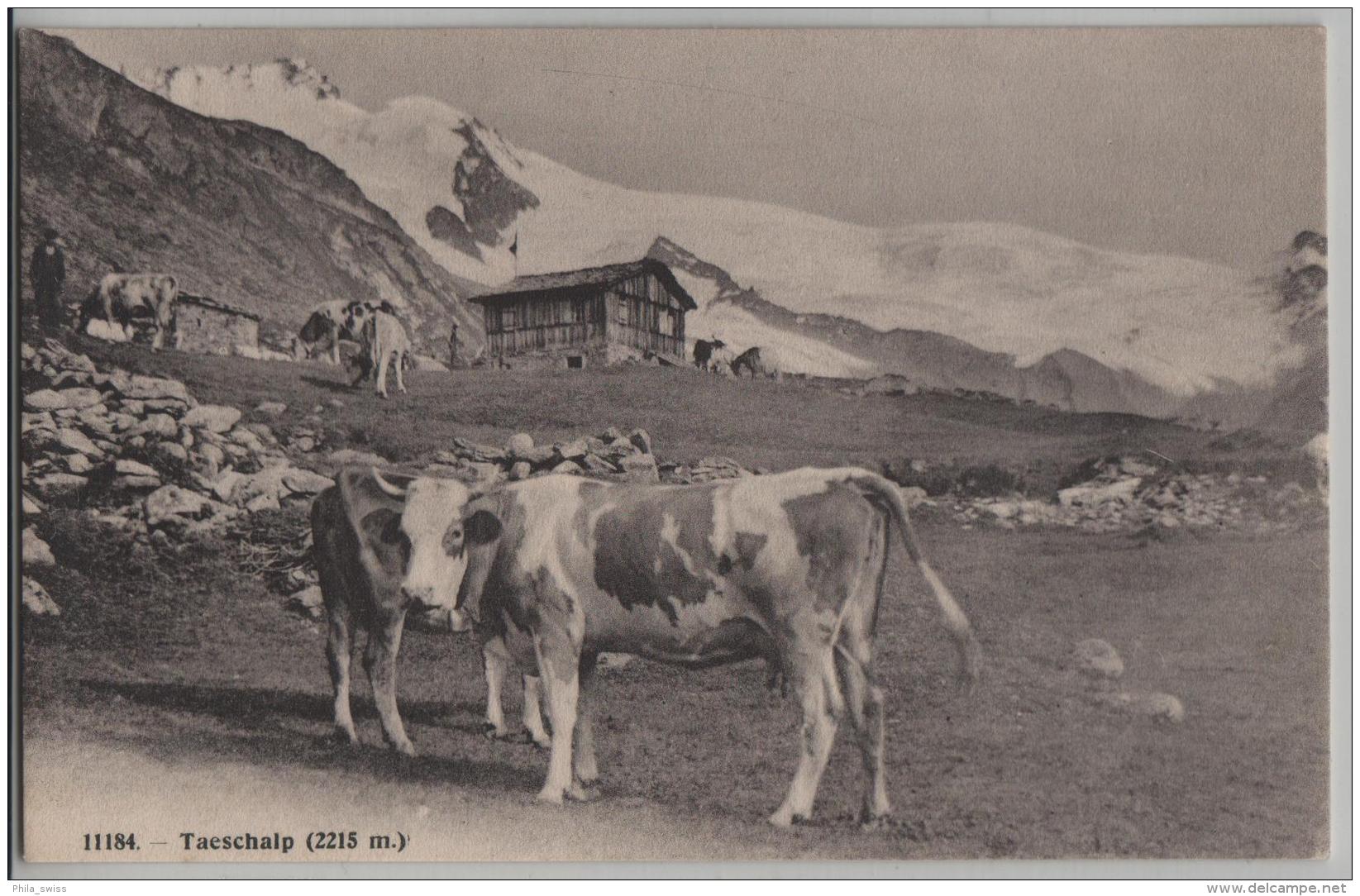 Täschalp Taeschalp (2215 M) Animee Kühe Vaches - Phototypie No. 11184 - Täsch