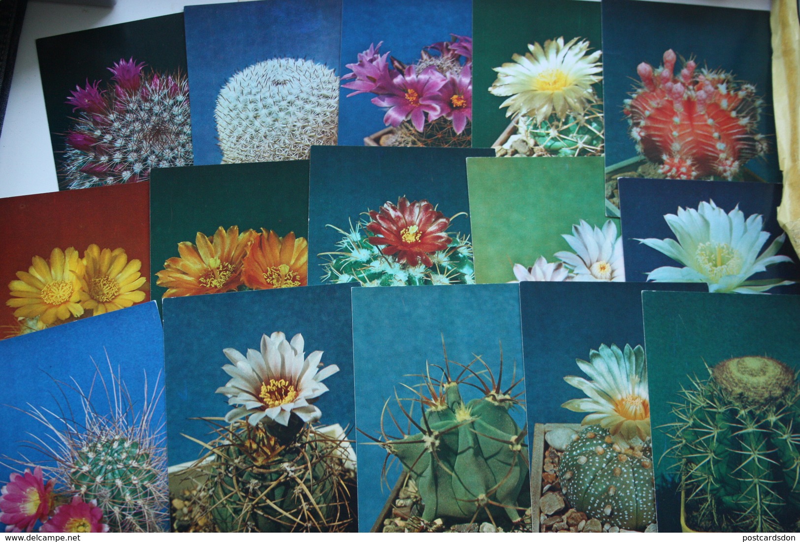 FLEURS / CACTUS . OLD  USSR PC Set  - 22 Postcards - 1984 - Cactus