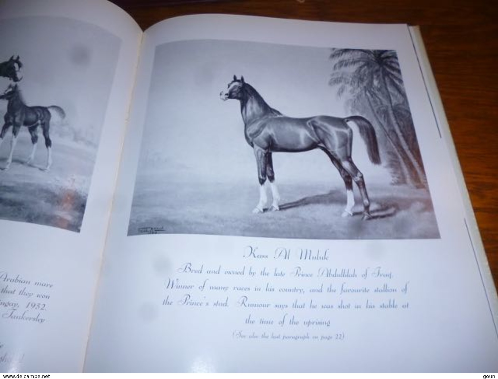 Top Livre A hundred horses by Juliet Mc Leod nombreuses gravures dessins chevaux - cheval