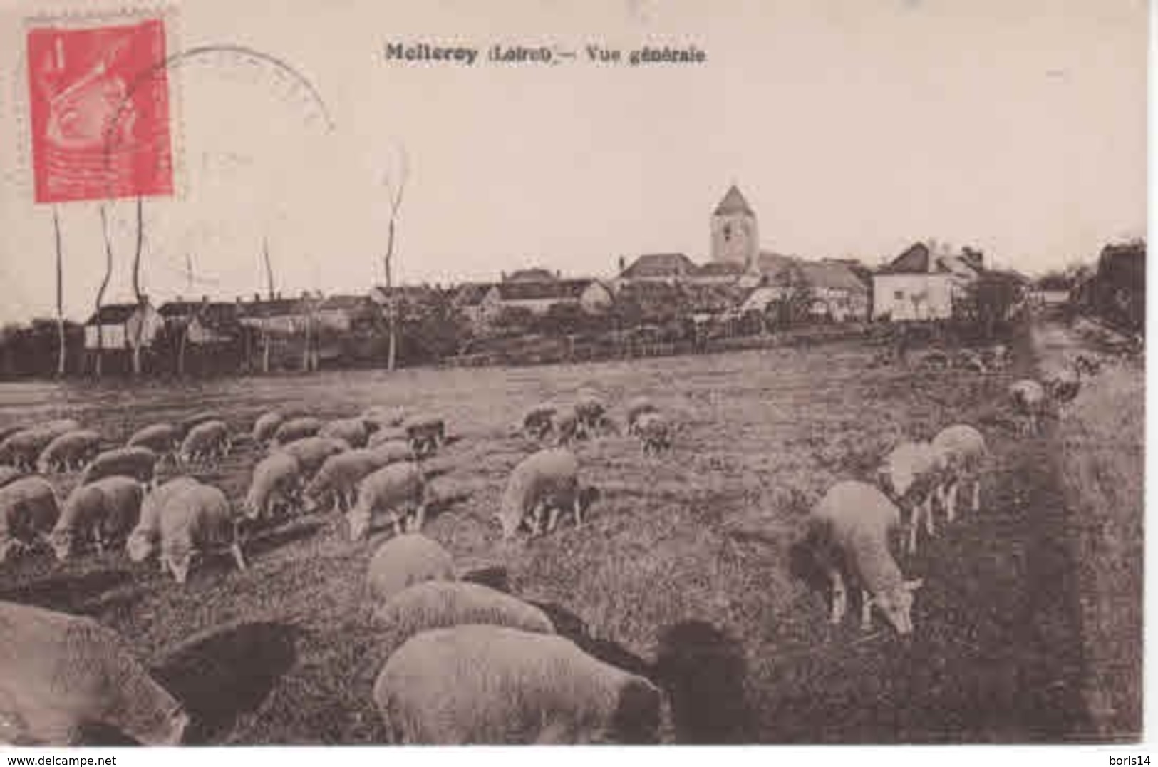 45- 50576 +  MELLEROY   -  Vue Générale ,les Moutons - Autres & Non Classés