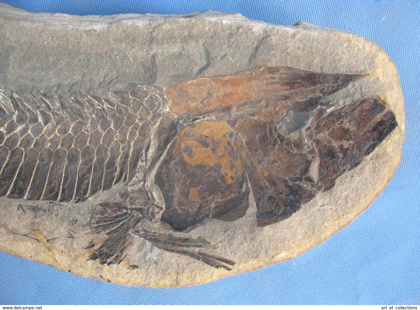 Intéressant Et Grand Fossile De RHACOLÉPIS - Fossiles