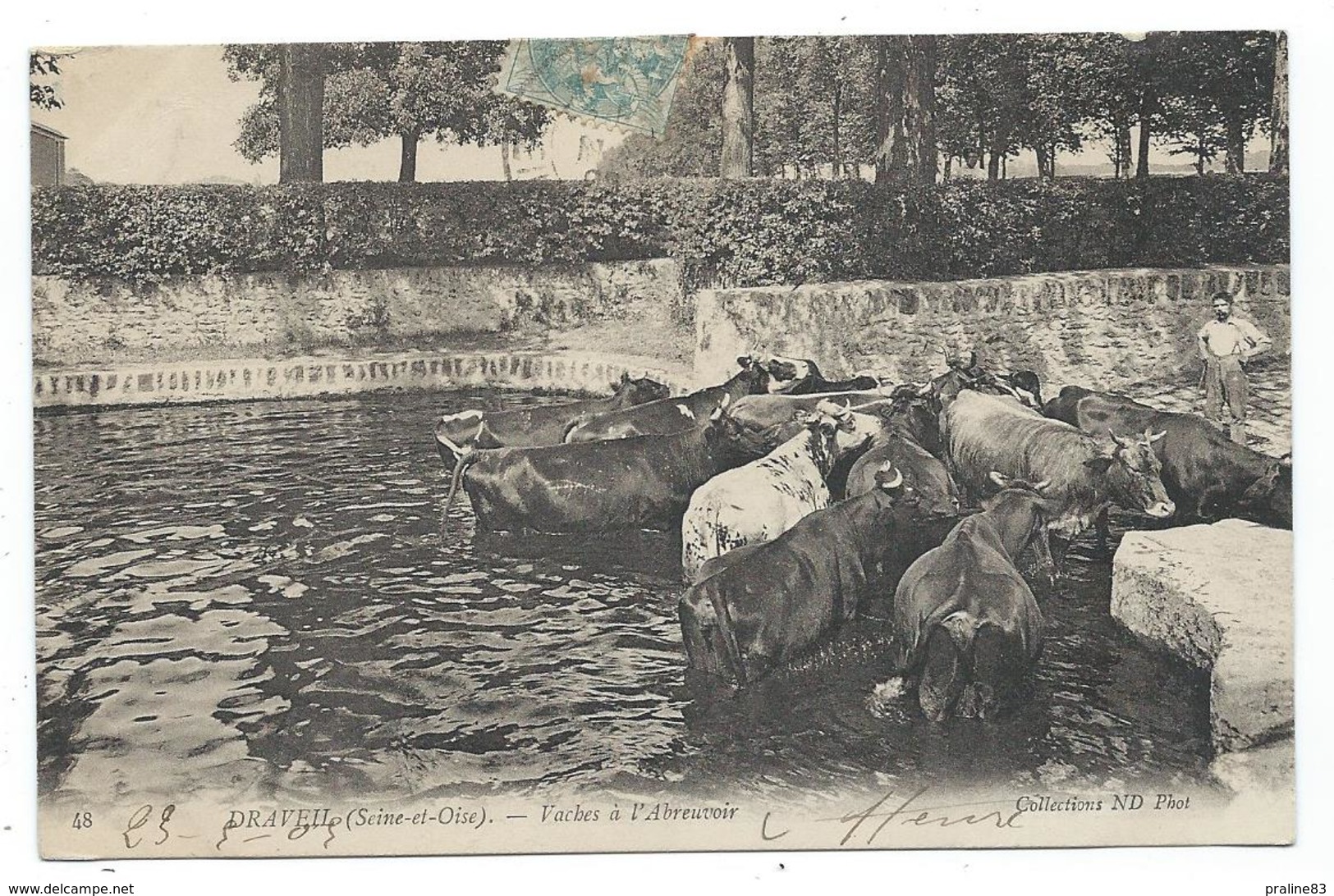 CPA - DRAVEIL, VACHES A L' ABREUVOIR - Essonne 91 - Animée, Bovins - Circulé 1905 - Vaches