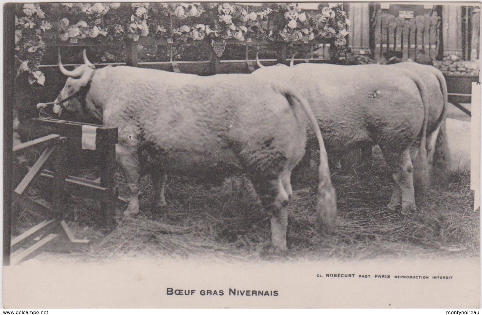 Agriculture :  Boeuf  Gras   Nivernais   (  Foire De  Paris ?)   Vache - Autres & Non Classés