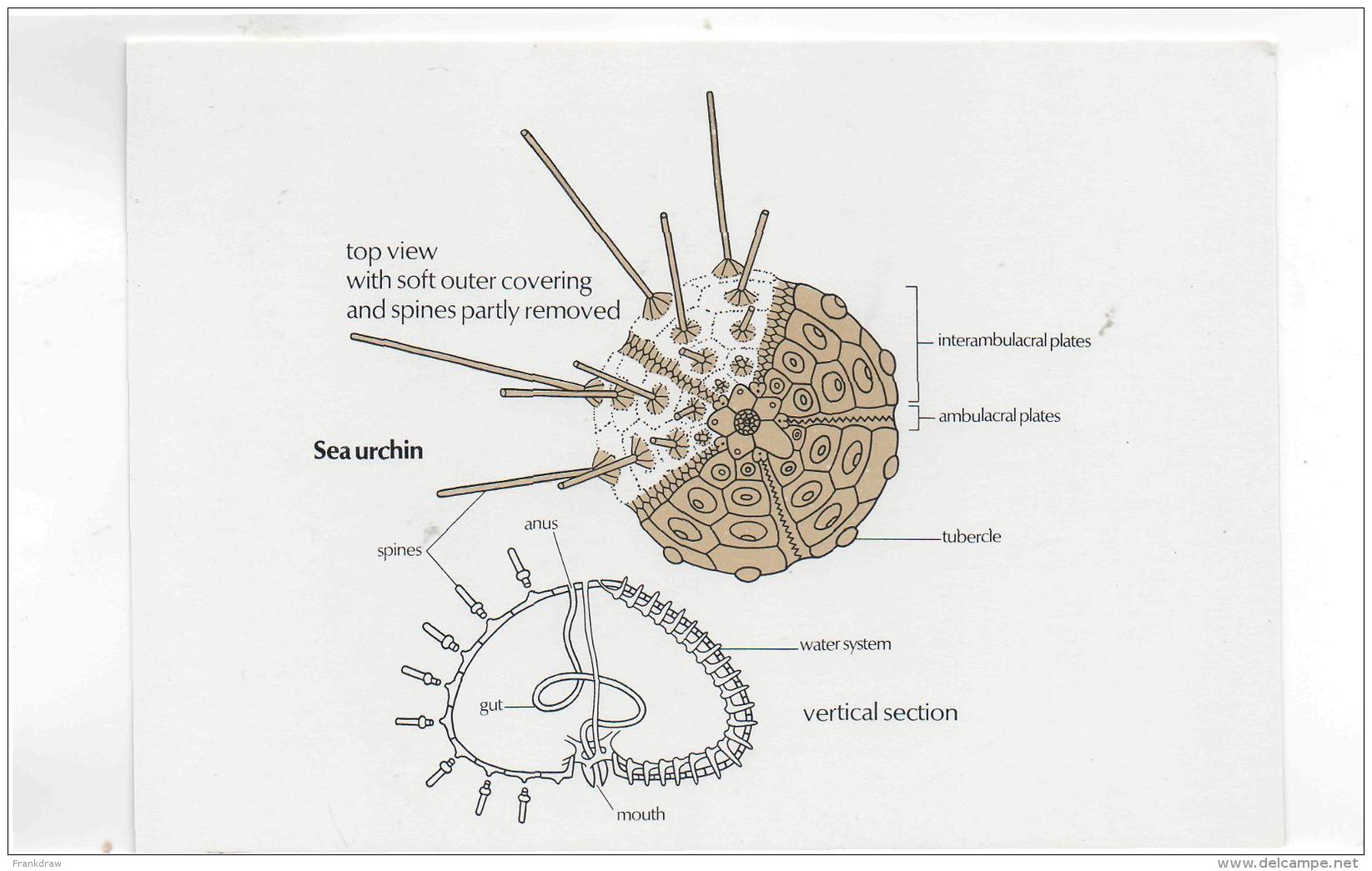 Postcard - Sea Urchin - Card No. Cp144 New - Unclassified