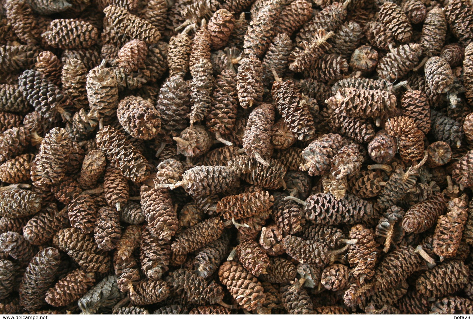 Alder Cones 30 G ~150pcs Low Ph Tannins/ Anti-bacterial / Natural/ Shrimps /Fish - Pêche