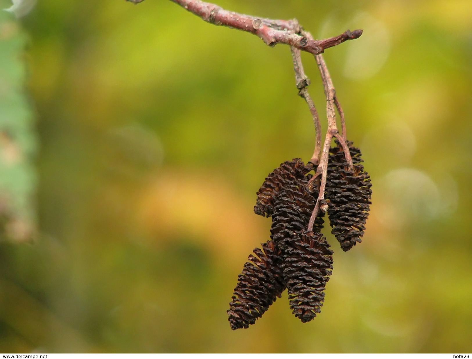 Alder Cones 75 G ~430 - 500 Pcs Low Ph Tannins/ Anti-bacterial / Natural/ Shrimps /Fish - Vissen