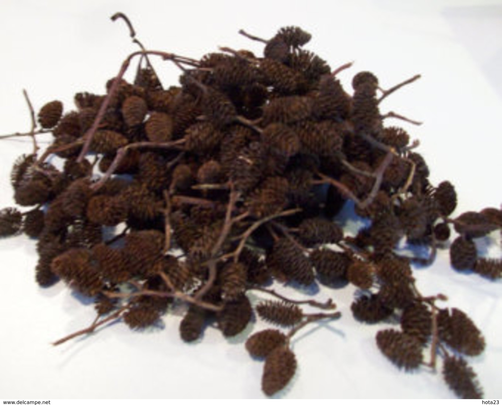 Alder Cones 75 G ~430 - 500 Pcs Low Ph Tannins/ Anti-bacterial / Natural/ Shrimps /Fish - Pesca