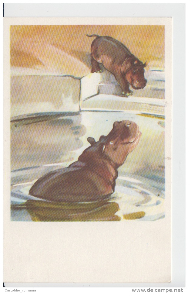 Hippopotamus And A Little Hippo - Hippopotamuses