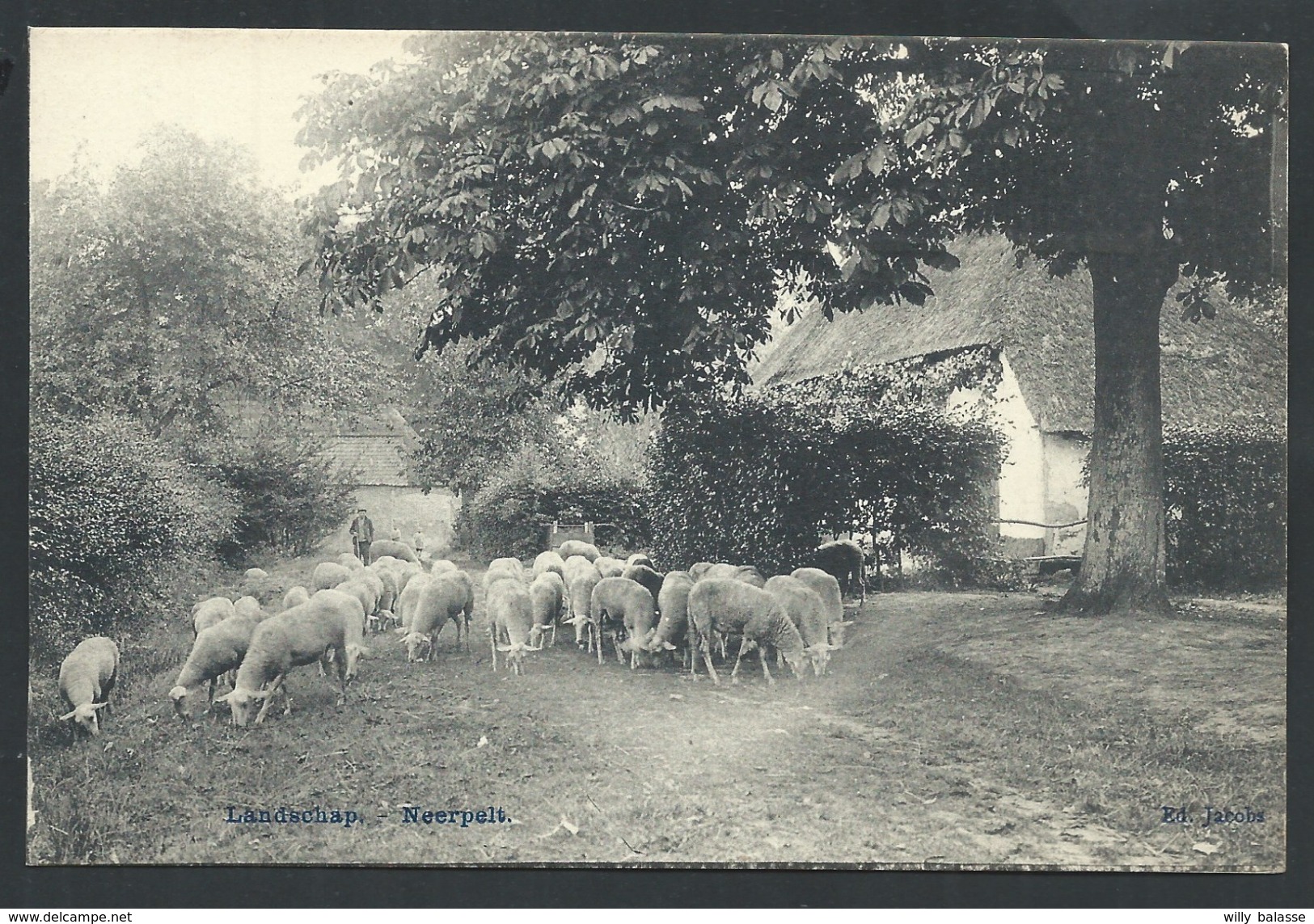 +++ CPA - NEERPELT - Landschap  // - Neerpelt