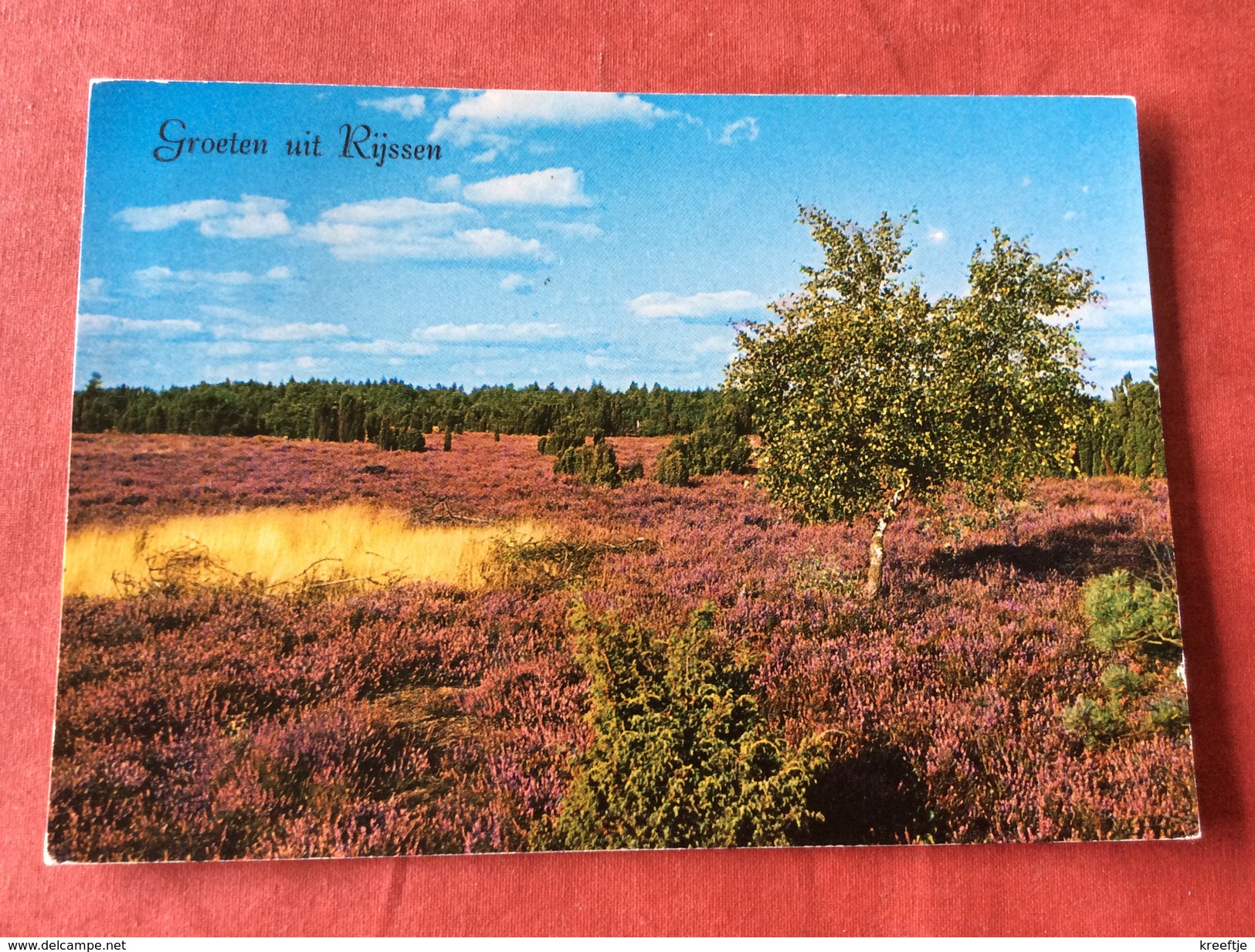 Nederland Boom . Groeten Uit Rijssen 1975 - Bomen