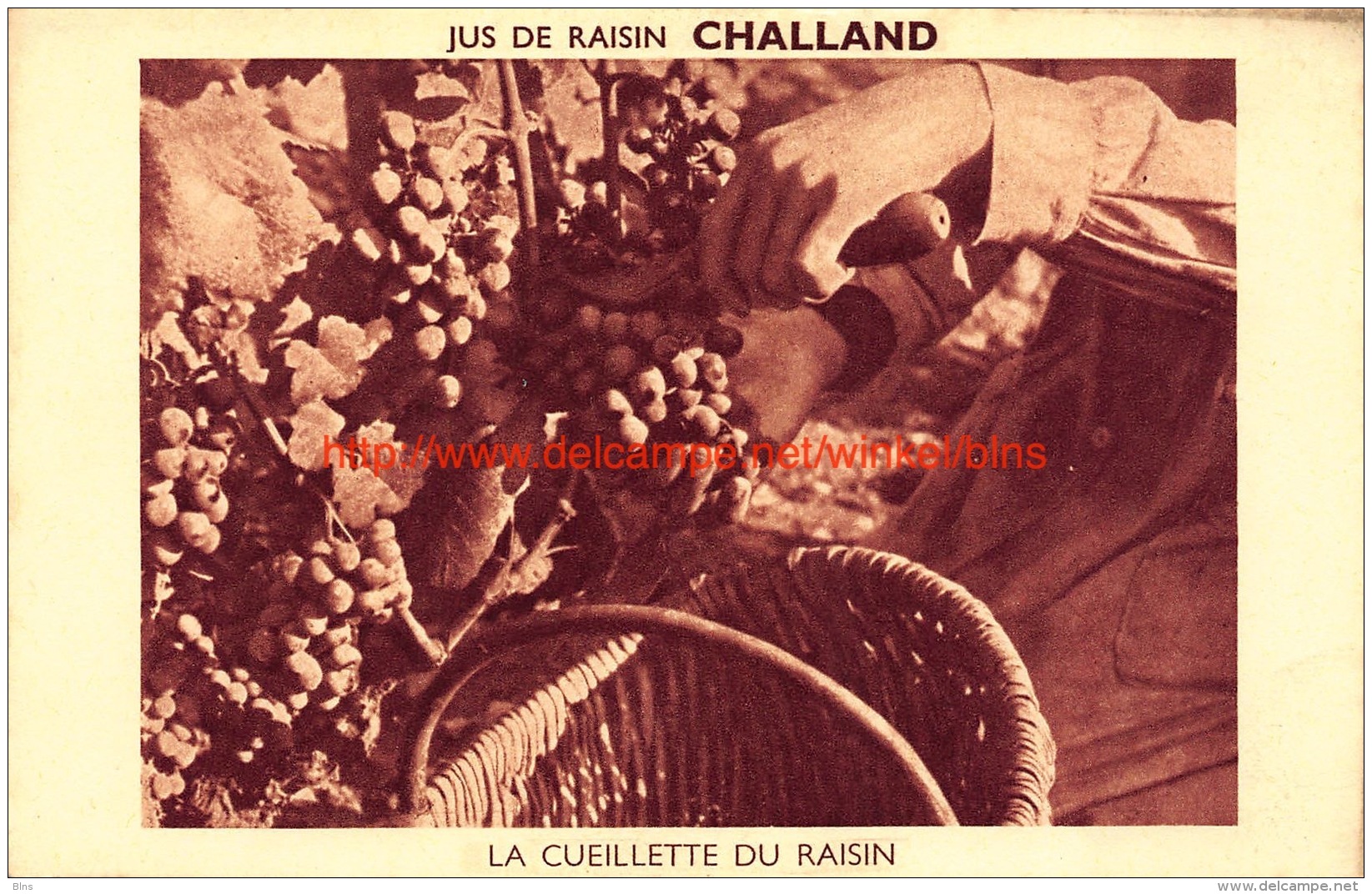 Jus De Raisin CHALLAND - La Cueillette Du Raisin - Vignes