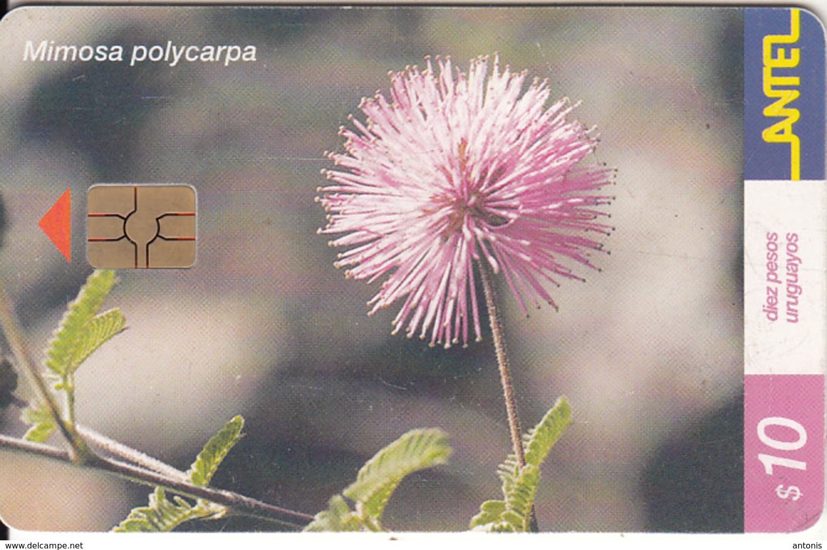 URUGUAY - Flower, Mimosa Polycarpa(168a), 03/01, Used - Uruguay