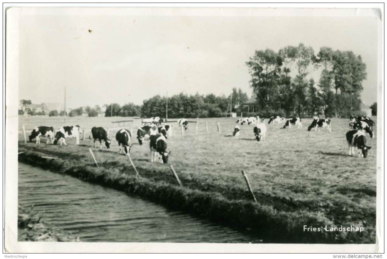 NEDERLAND  PAESI BASSI  OLANDA  Fries Landschap  Grazende Koeien - Leeuwarden