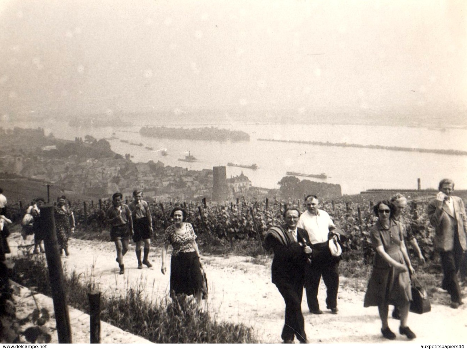 Photo Originale Marcheurs Au Milieu Des Vignes à Contre Courant Des Péniches En Contre Bas Et à La Queue Leu-leu - 1951 - Bateaux