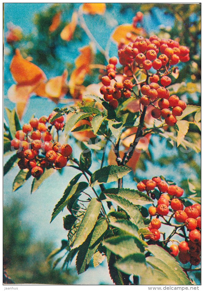 Rowan - Sorbus Aucuparia - Medicinal Plants - Herbs - 1980 - Russia USSR - Unused - Geneeskrachtige Planten