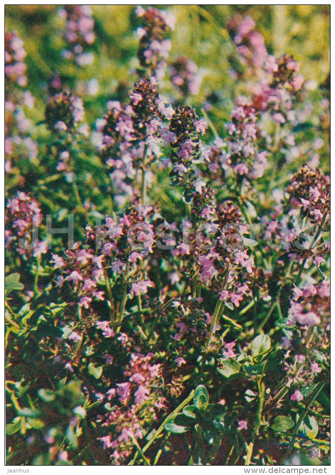 Breckland Thyme - Thymus Serpyllum - Medicinal Plants - Herbs - 1980 - Russia USSR - Unused - Plantes Médicinales