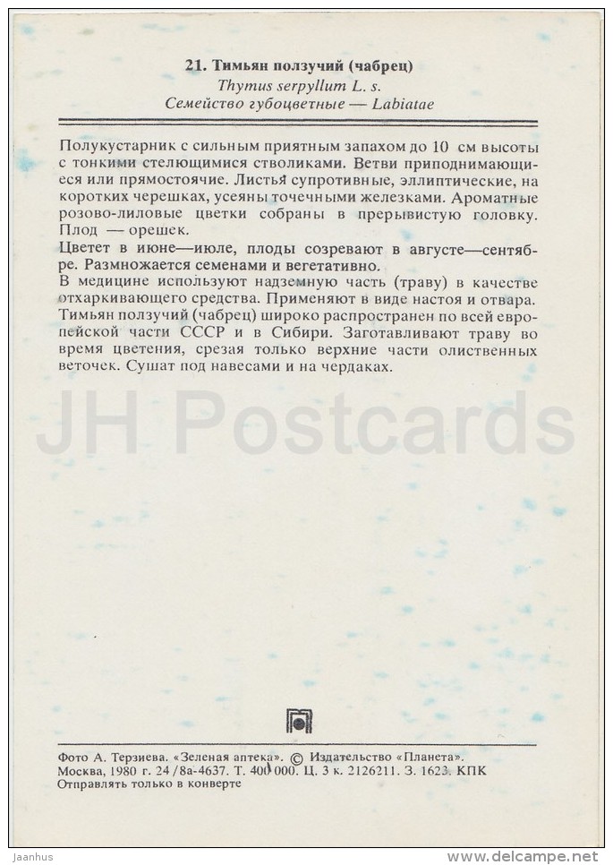 Breckland Thyme - Thymus Serpyllum - Medicinal Plants - Herbs - 1980 - Russia USSR - Unused - Geneeskrachtige Planten
