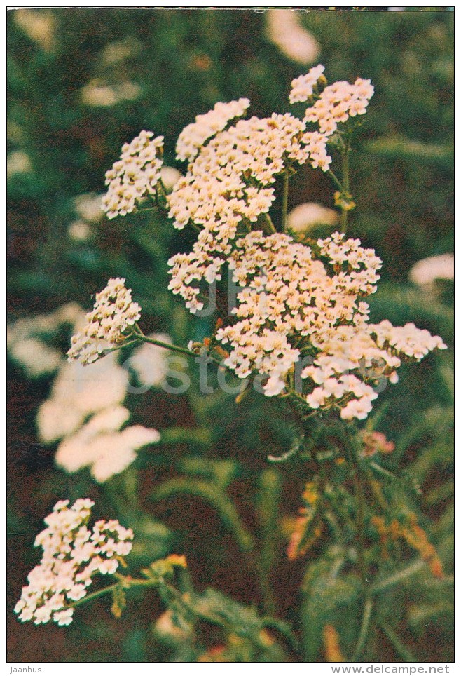 Yarrow - Achillea Millefolium - Medicinal Plants - Herbs - 1980 - Russia USSR - Unused - Plantes Médicinales