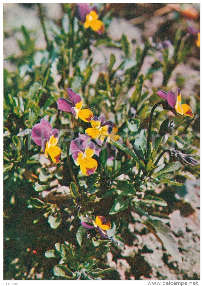 Heartsease - Viola Tricolor - Medicinal Plants - Herbs - 1980 - Russia USSR - Unused - Geneeskrachtige Planten