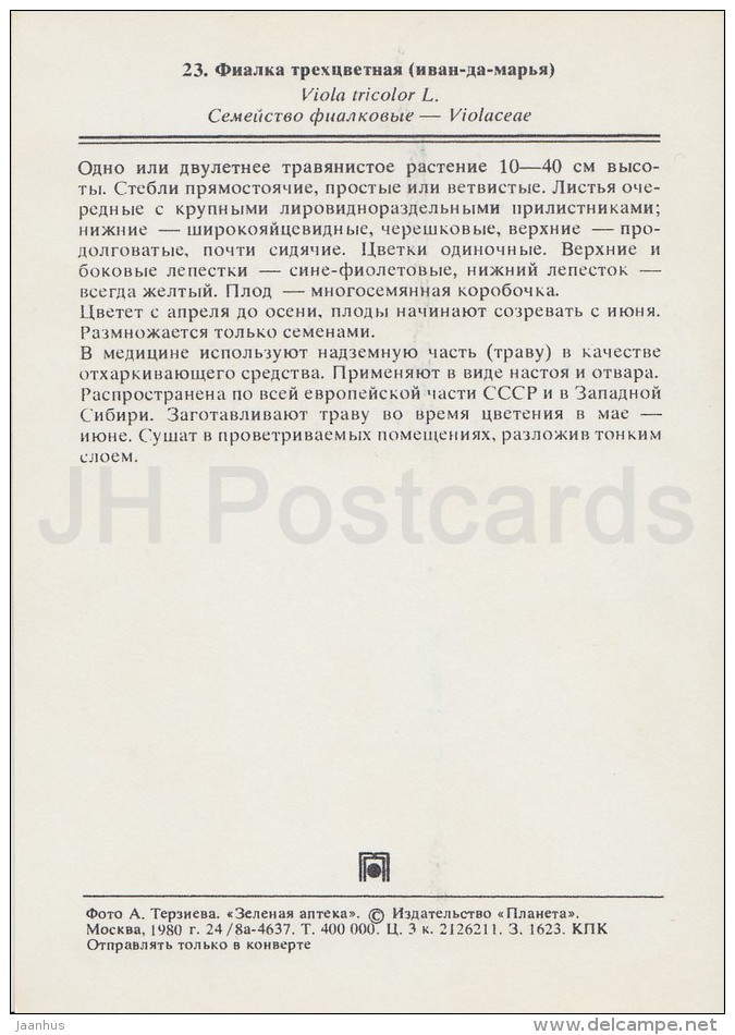 Heartsease - Viola Tricolor - Medicinal Plants - Herbs - 1980 - Russia USSR - Unused - Geneeskrachtige Planten