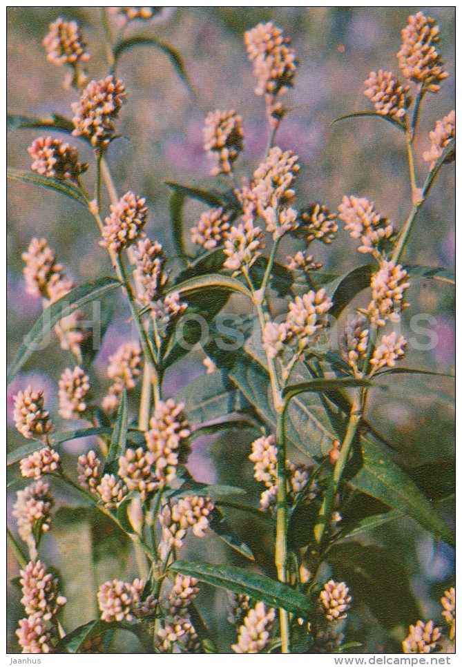Water Pepper - Persicaria Hydropiper - Medicinal Plants - Herbs - 1980 - Russia USSR - Unused - Plantes Médicinales