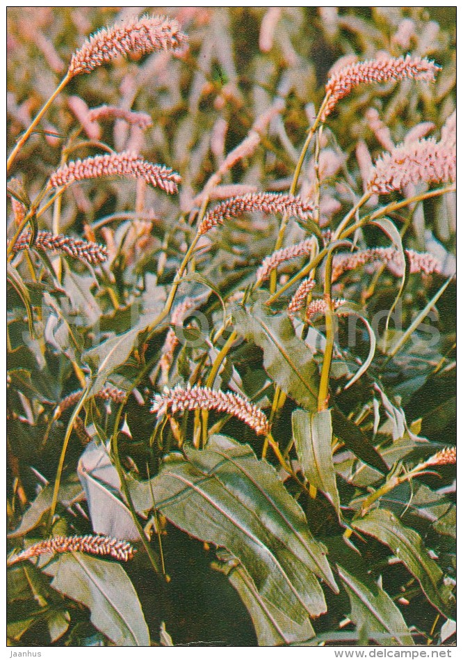 Bistort - Persicaria Bistorta - Medicinal Plants - Herbs - 1980 - Russia USSR - Unused - Geneeskrachtige Planten