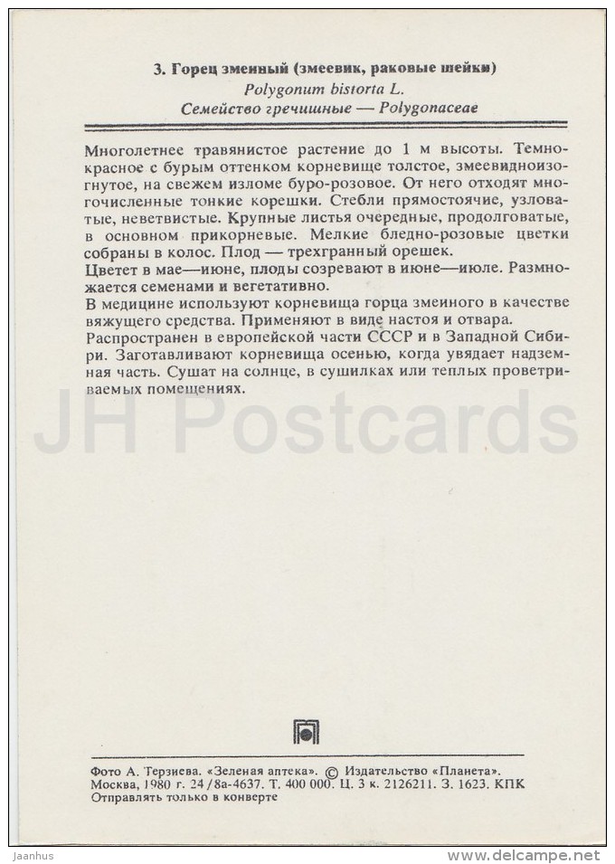 Bistort - Persicaria Bistorta - Medicinal Plants - Herbs - 1980 - Russia USSR - Unused - Geneeskrachtige Planten