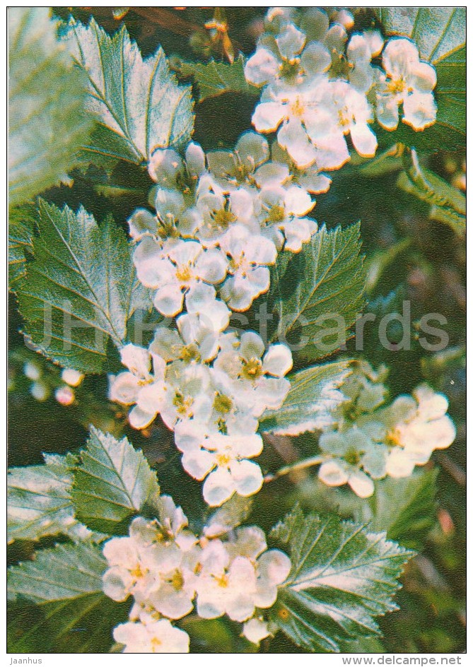 Siberian Hawthorn - Crataegus Sanguinea - Medicinal Plants - Herbs - 1980 - Russia USSR - Unused - Geneeskrachtige Planten