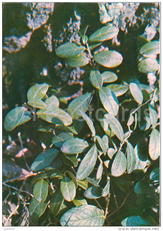 Lingonberry - Vaccinium Vitis-idaea - Medicinal Plants - Herbs - 1980 - Russia USSR - Unused - Geneeskrachtige Planten