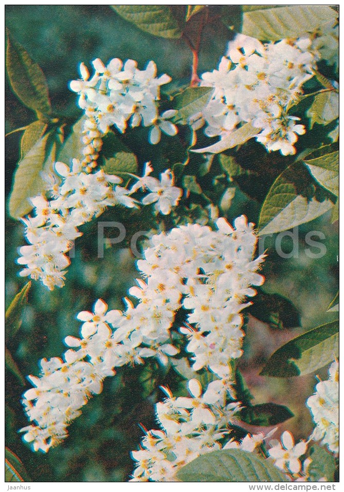 Bird Cherry - Padus Avium - Medicinal Plants - Herbs - 1980 - Russia USSR - Unused - Geneeskrachtige Planten