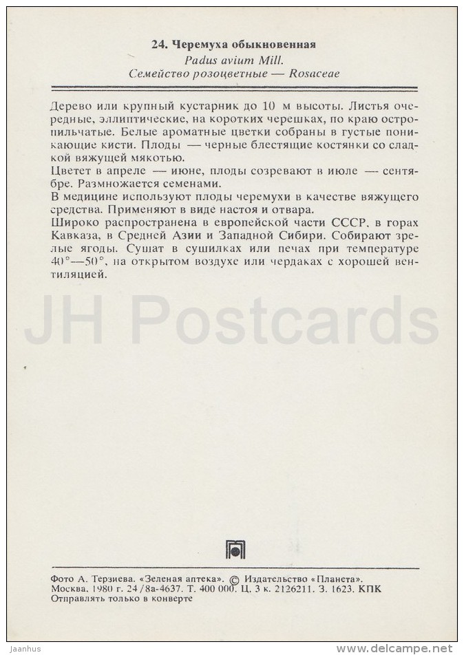 Bird Cherry - Padus Avium - Medicinal Plants - Herbs - 1980 - Russia USSR - Unused - Plantes Médicinales