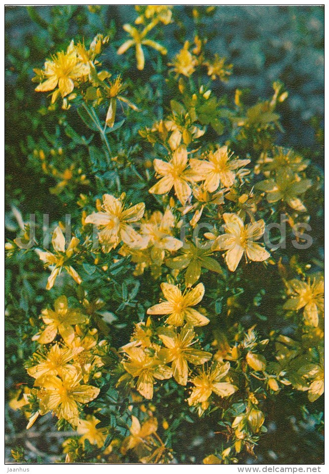 Perforate St John's-wort - Hypericum Perforatum - Medicinal Plants - Herbs - 1980 - Russia USSR - Unused - Plantes Médicinales