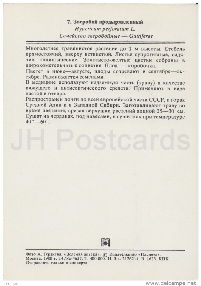 Perforate St John's-wort - Hypericum Perforatum - Medicinal Plants - Herbs - 1980 - Russia USSR - Unused - Plantes Médicinales
