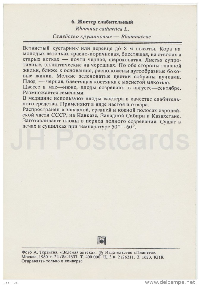 Common Buckthorn  - Rhamnus Cathartica - Medicinal Plants - Herbs - 1980 - Russia USSR - Unused - Plantes Médicinales