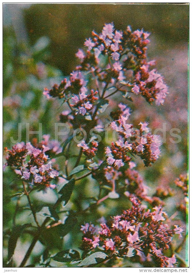 Oregano - Origanum Vulgare - Medicinal Plants - Herbs - 1980 - Russia USSR - Unused - Geneeskrachtige Planten