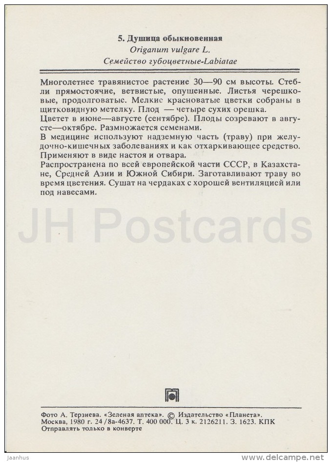 Oregano - Origanum Vulgare - Medicinal Plants - Herbs - 1980 - Russia USSR - Unused - Geneeskrachtige Planten
