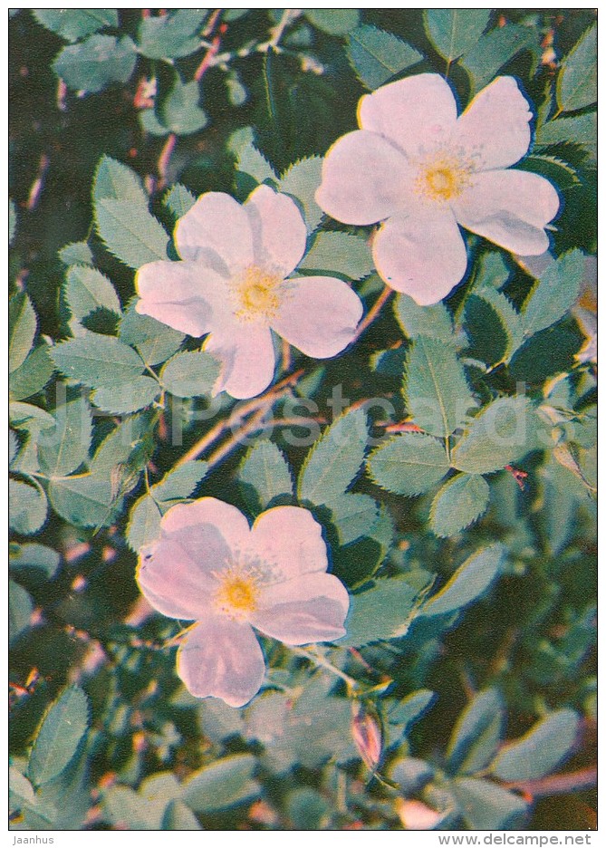 Cinnamon Rose - Rosa Majalis - Medicinal Plants - Herbs - 1980 - Russia USSR - Unused - Plantes Médicinales