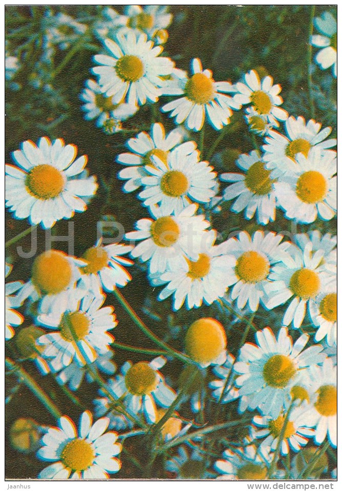 German Chamomile - Matricaria Chamomilla - Medicinal Plants - Herbs - 1980 - Russia USSR - Unused - Plantes Médicinales