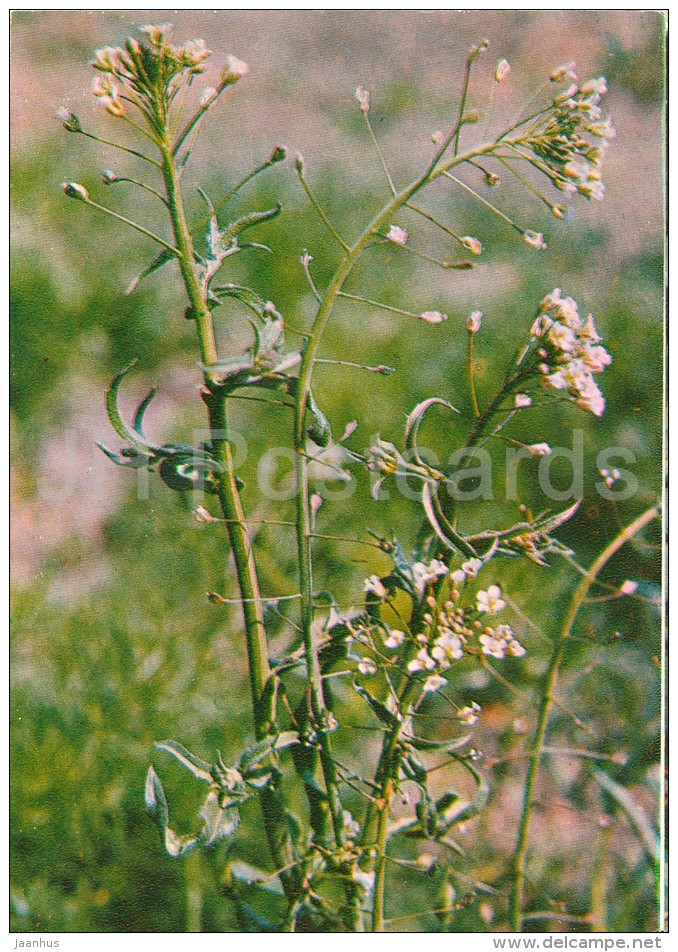 Shepherd's Purse - Capsella Bursa-pastoris - Medicinal Plants - Herbs - 1980 - Russia USSR - Unused - Geneeskrachtige Planten