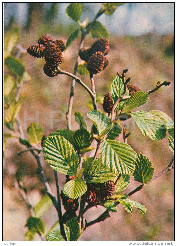 Grey Alder - Alnus Incana - Medicinal Plants - Herbs - 1980 - Russia USSR - Unused - Geneeskrachtige Planten