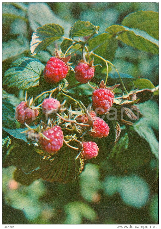 Red Raspberry - Rubus Idaeus - Medicinal Plants - Herbs - 1980 - Russia USSR - Unused - Plantes Médicinales