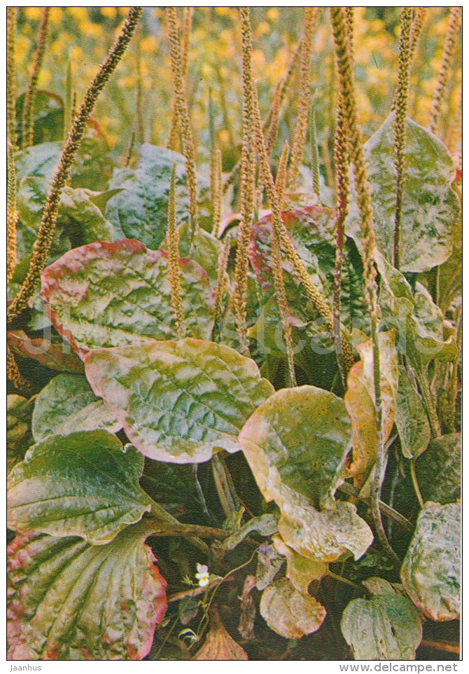 Broadleaf Plantain - Plantago Major - Medicinal Plants - Herbs - 1980 - Russia USSR - Unused - Heilpflanzen